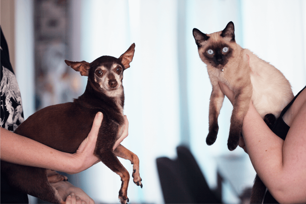 small dark colored dog with a Siamese cat
