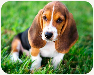 The Basset Hound – a Companion for Life | The Paw Print