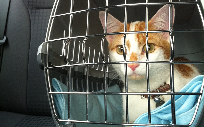 cat in car in its crate