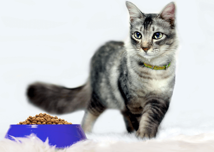 cat near food bowl
