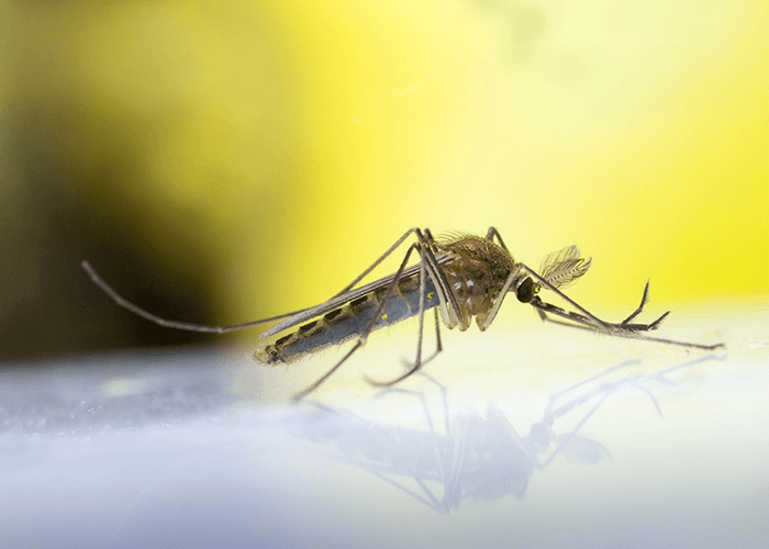 mosquito spreads heartworms