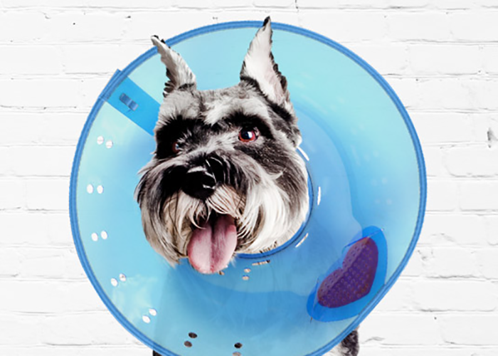 dog with a cone on