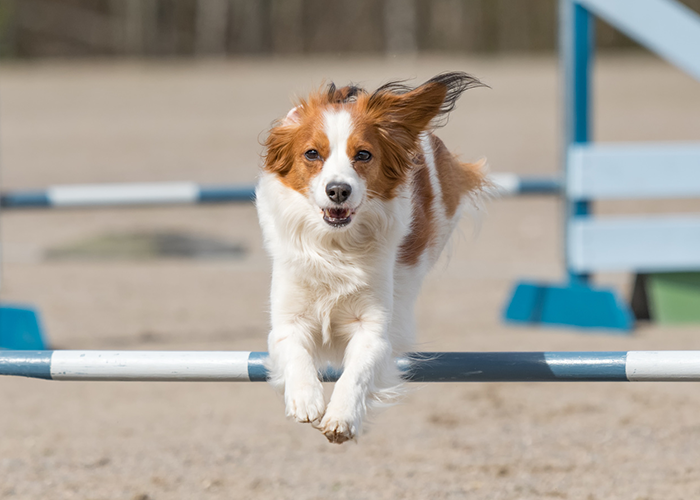 dog agility training dog jumping over pole