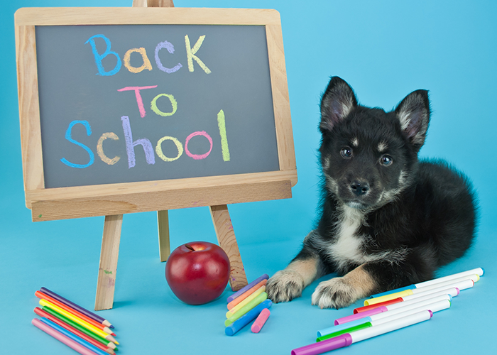 dog and back to school