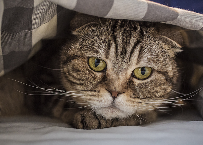 cat under blanket stressed