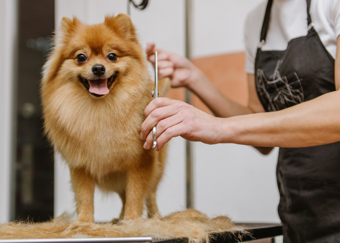 Pomeranian dog being groomed