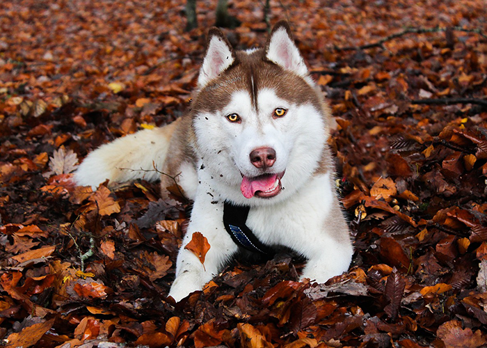 huskie dog in leaves