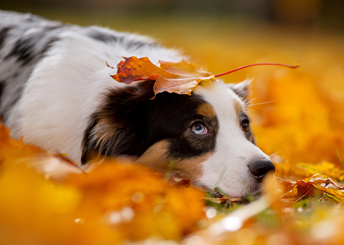 dog in grass with leaves around him