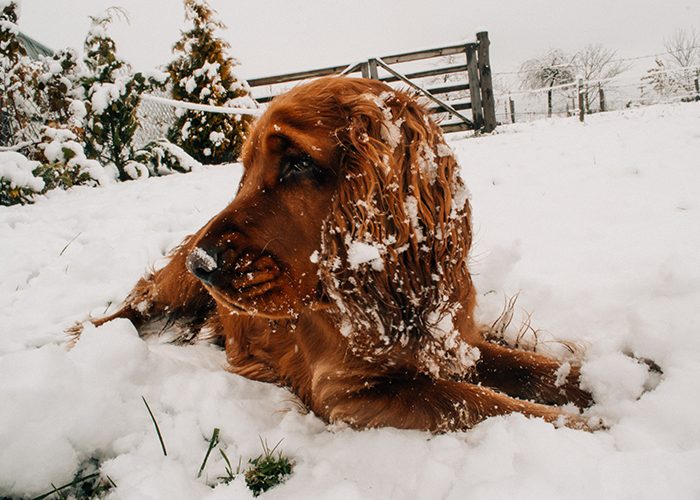 beautiful long haired dog in snow