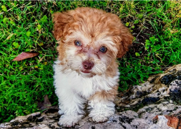 Brown and white Havanese puppy sitting in the grass looking up at camera