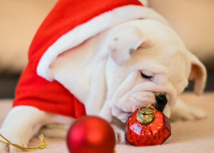 white bulldog in santa outfit sniffing red ornaments