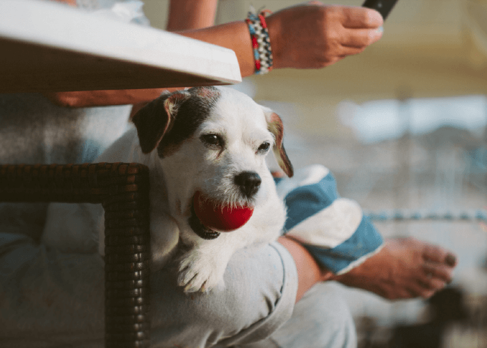 Selective focus of a white dog with a red ball in his mouth, sitting on a couch next to a human