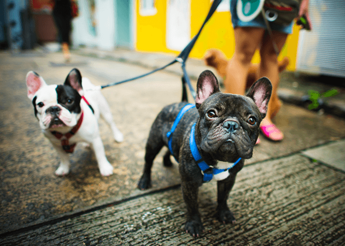 1 black and white french bulldog and 1 black french bulldog on a leash, looking at camera, with woman's legs in the background.