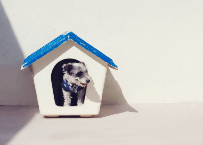 Small black and white dog poking his head out of a blue and white dog house