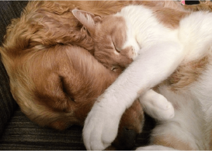 golden retriever snuggling with white and orange cat