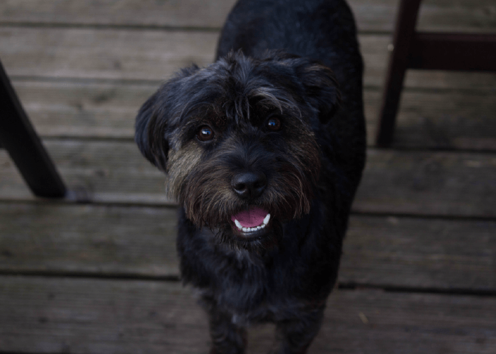 Dark coated terrier dog looking at camera