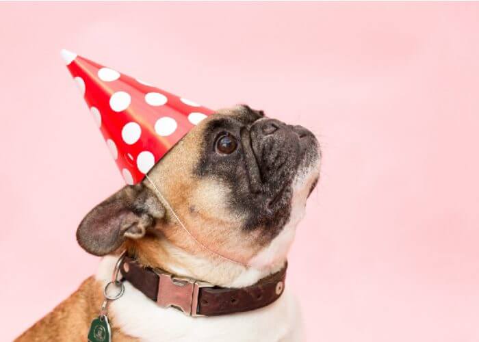 fawn pug with black face, wearing polka dot party hat, pink background