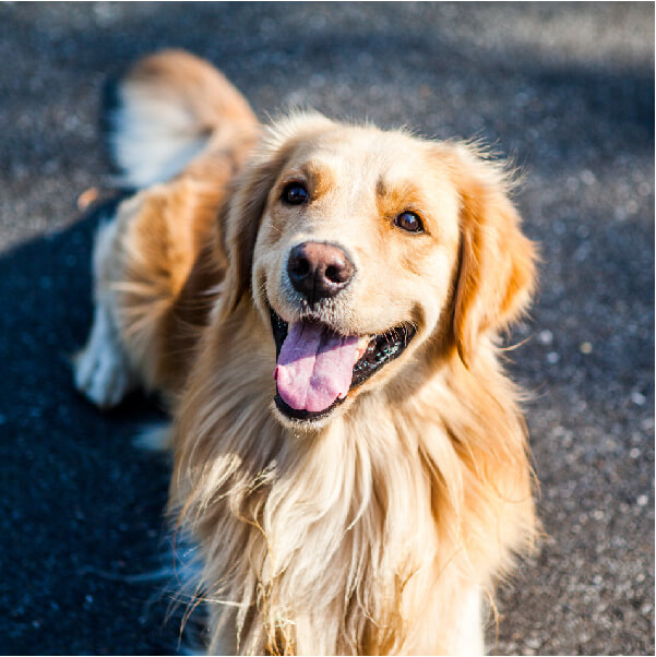 All About the Golden Retriever | The Paw Print