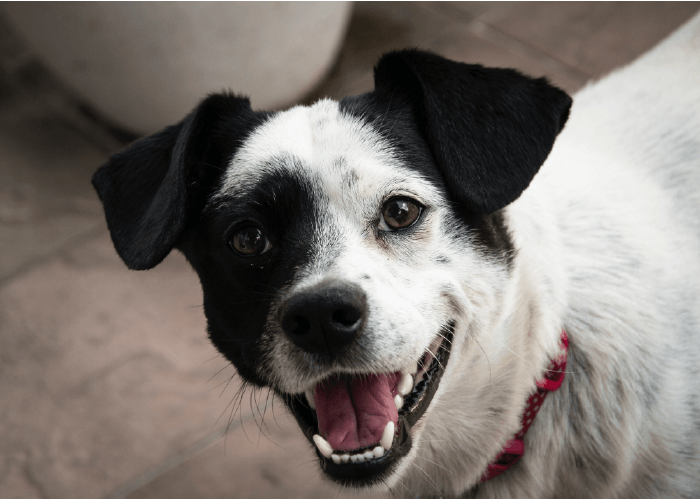 black and white mutt looking at camera, smiling