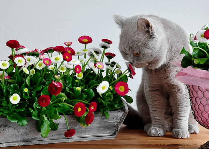 grey cat smelling brightly colored flowers
