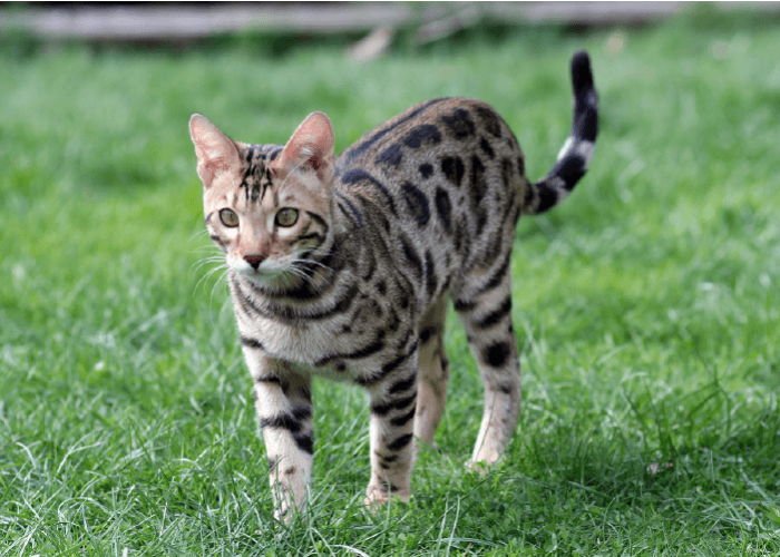 low shedding cat breeds, bengal cat outdoors