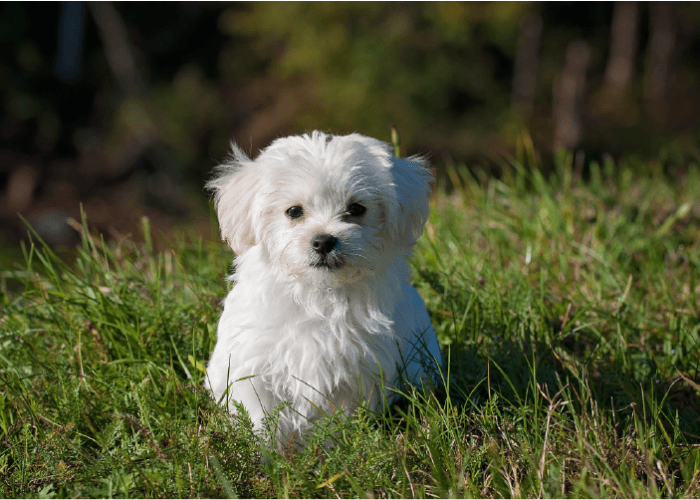 white maltese dog in grass