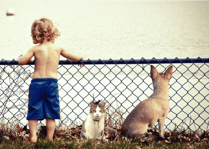 Little boy wearing blue shorts leaning against a fence next to a white and brown cat and a fawn colored dog