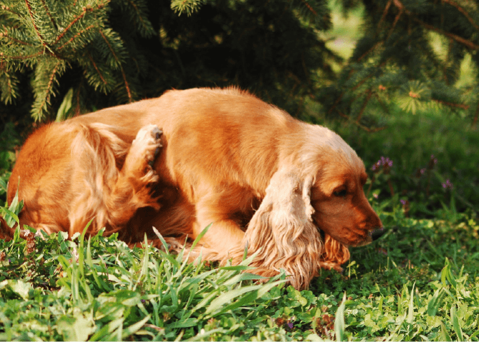 golden long coated spaniel dog lying under a tree, scratching. spring parasite prevention