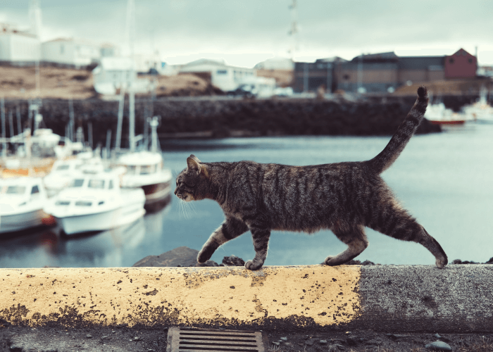 Cat walking cement wall overlooking water. 5 Cat Breeds That Love Water