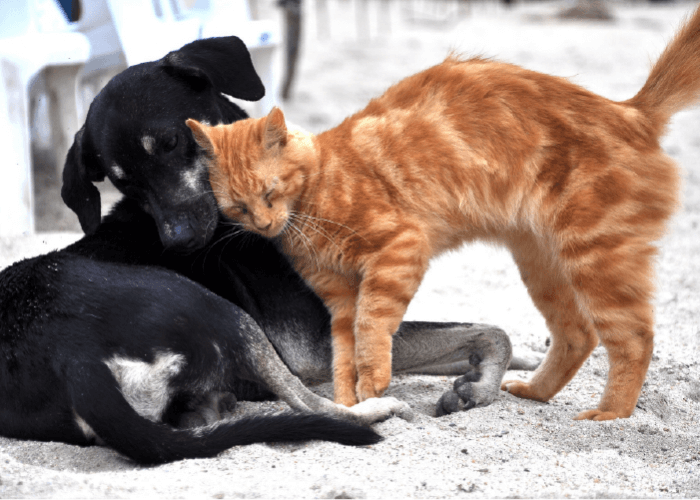 Black dog and orange cat snuggling on the beach
