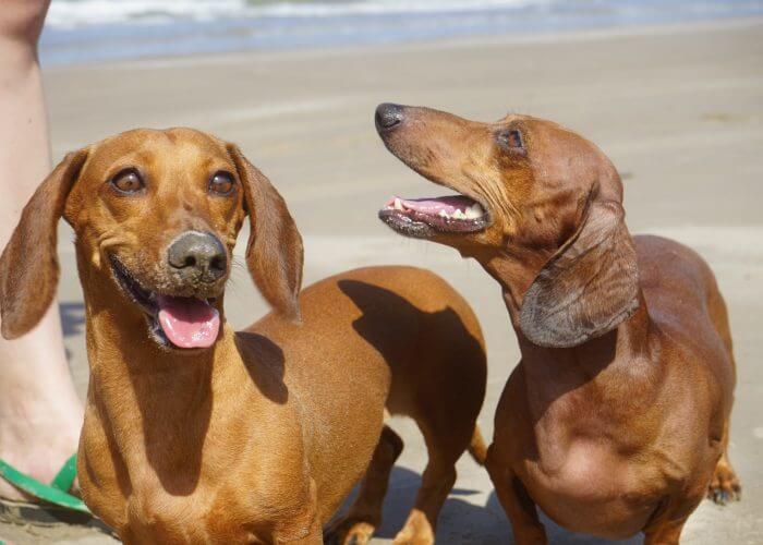 two brown dachshunds on the beach