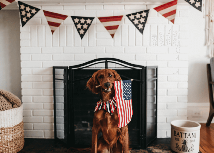 How to Handle Firework Fear, brown dog holding American flag in front of white fireplace with american flag bunting banner