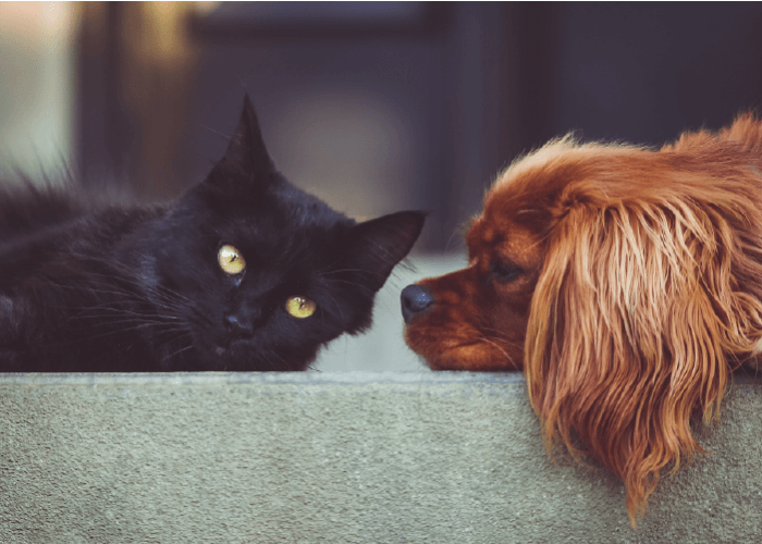 black cat with green eyes and red spaniel dog laying together on grey couch cushion How to Manage a Multiple Pet Household