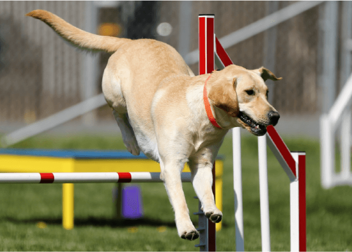 Yellow lab jumping over an obstacle in a course. Is Agility Training Right for Your Dog