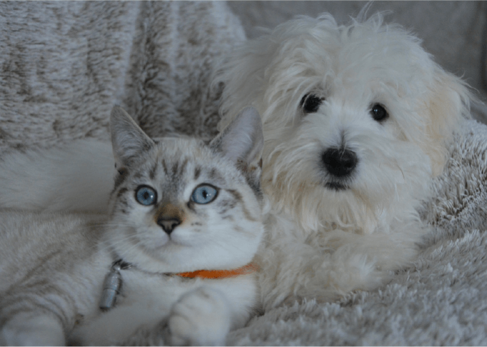 White cat with orange collar and blue eyes laying with white shaggy dog on a white/grey blanket.