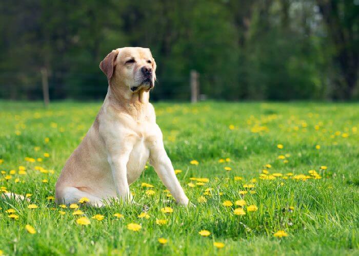 Yellow labrador retriever sitting in a green field with yellow flowers