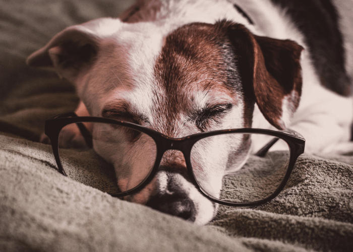 Small older dog laying on gray blanket with glasses. Critter Chatter Caring for Senior Pets