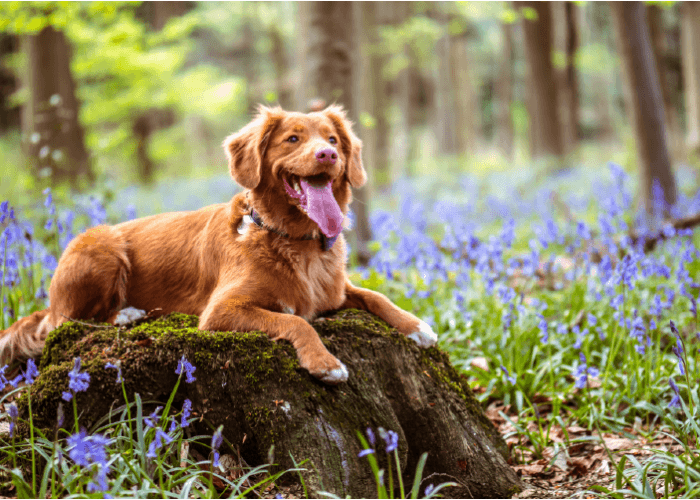 beautiful reddish long-coated dog sitting on a moss-covered stone surrounded by purple flowers.