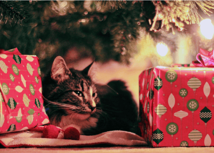 cat under the christmas tree, sitting next to gifts. holiday tips from your cat