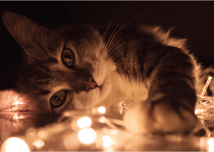 critter chatter holidays with pets, grey striped cat with christmas lights